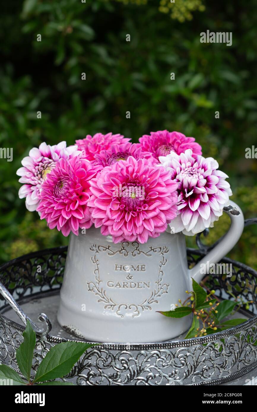bouquet de fleurs de dahlia roses dans un vase vintage Banque D'Images