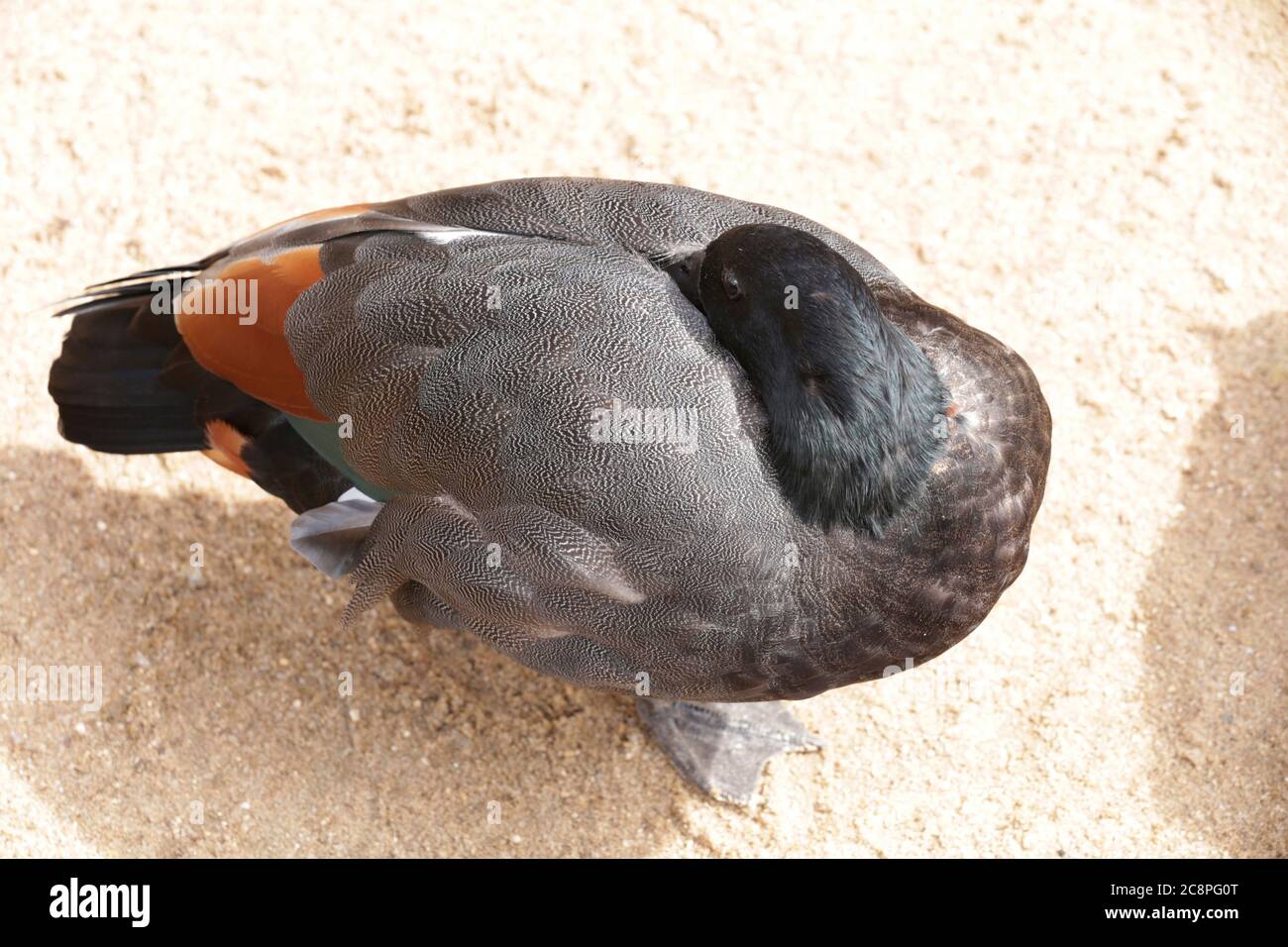 Canard coloré reste sur Sun Banque D'Images