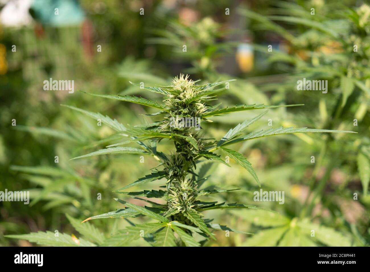 bourgeon vert de marijuana floraison, plante à fleurs de cannabis. Banque D'Images