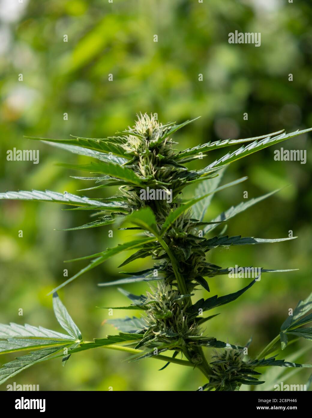 bourgeon vert de marijuana floraison, plante florale de cannabis gros plan. Banque D'Images