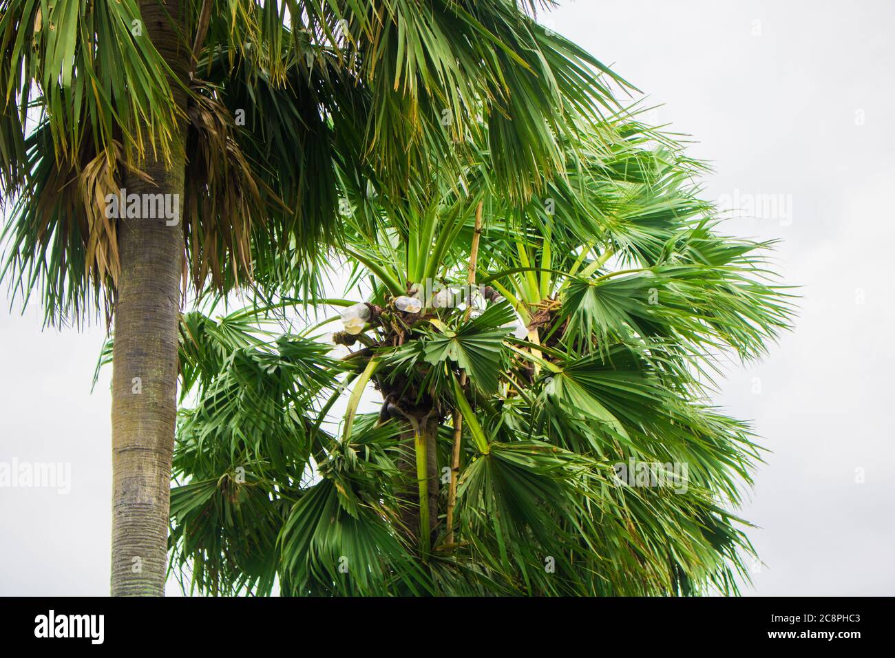 Tal gach. Nom anglais: Palmyra-Palm, Brab Tree. Habitat :Borassus flabellifer. Banque D'Images