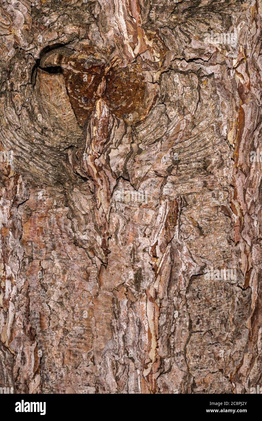 Écorce de pin noir autrichien (Pinus nigra) Banque D'Images