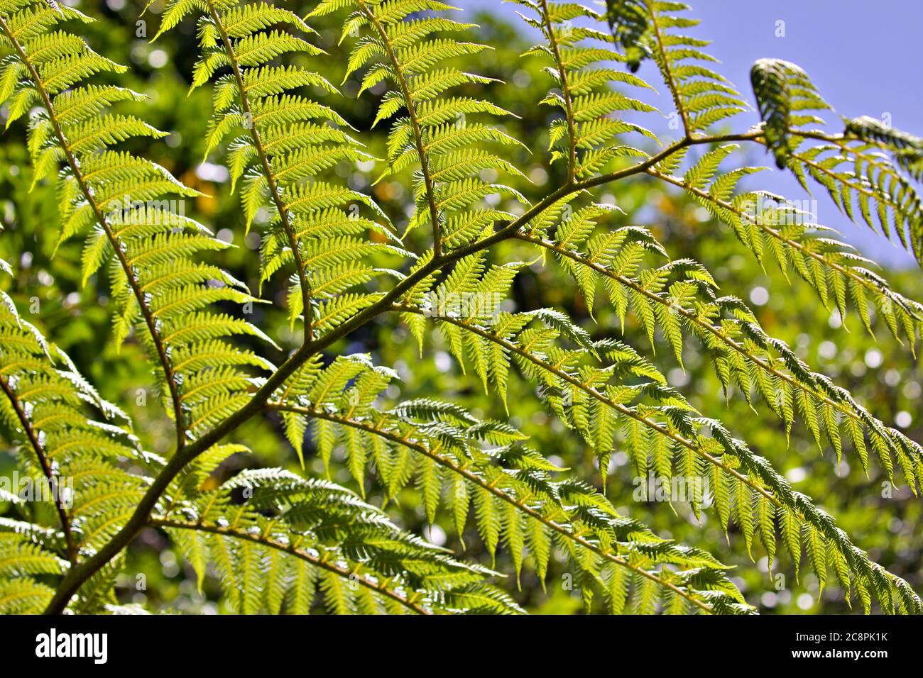 branches de fougère Banque D'Images