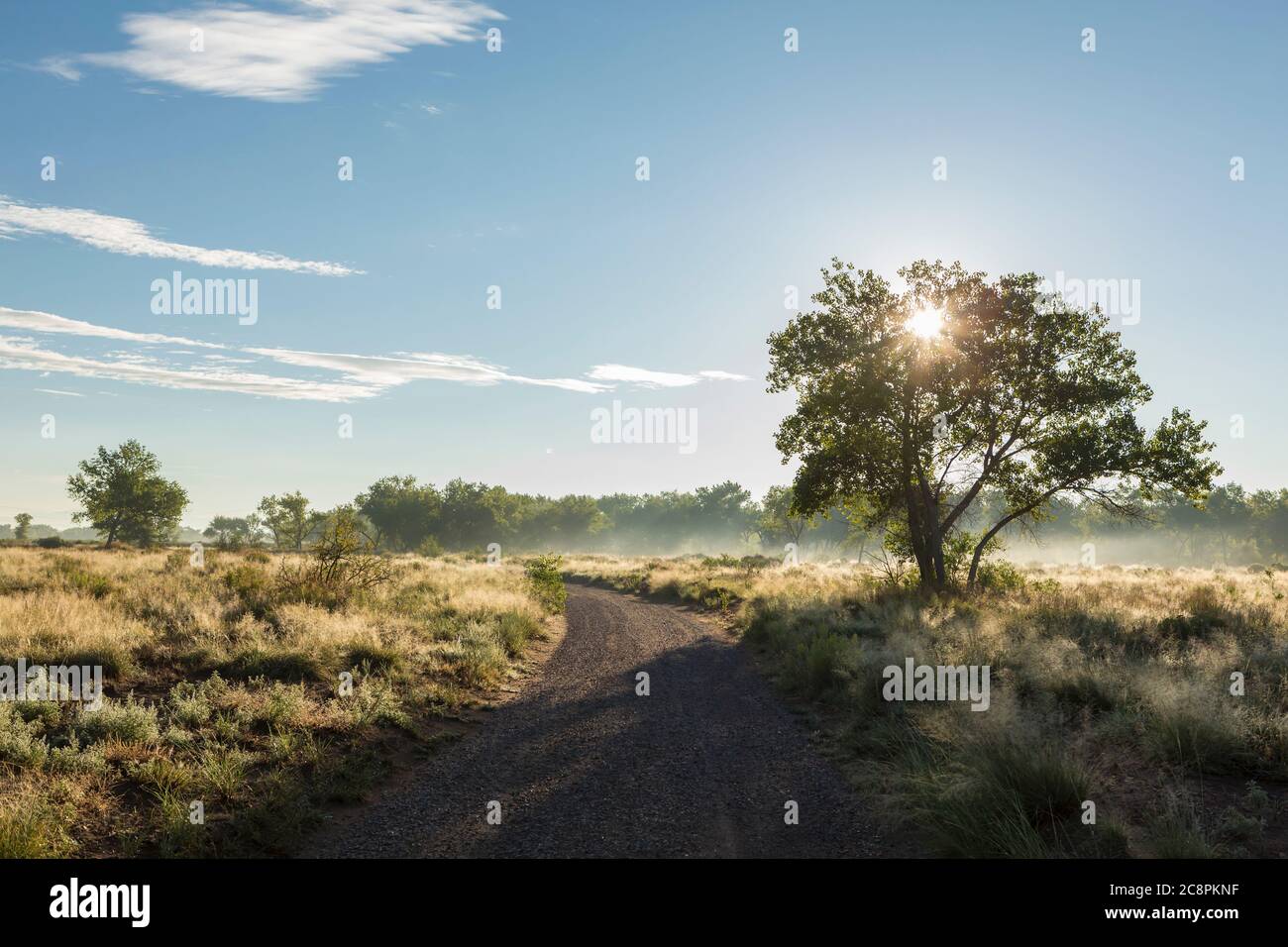 arbres et route de campagne au lever du soleil Banque D'Images