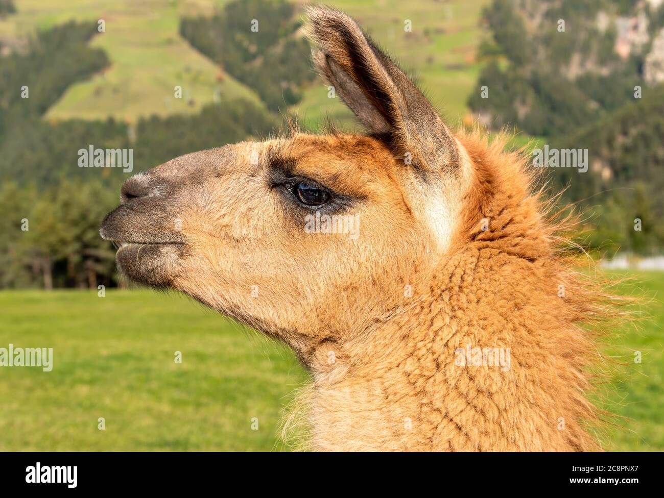 Portrait du lama brun sur le terrain du Tyrol du Sud, nature sauvage. Banque D'Images