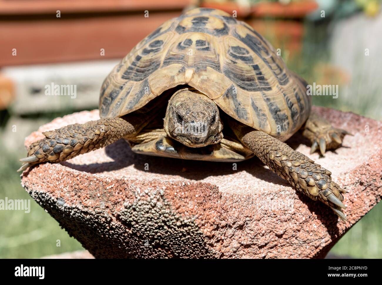 Gros plan sur le réchauffement de la tortue au soleil. Banque D'Images