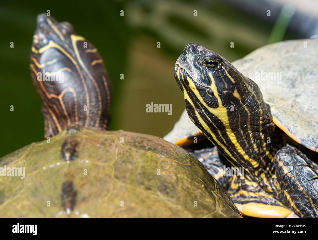 Gros plan de la tortue d'eau douce à l'extérieur du réchauffement de l'étang au soleil. Banque D'Images