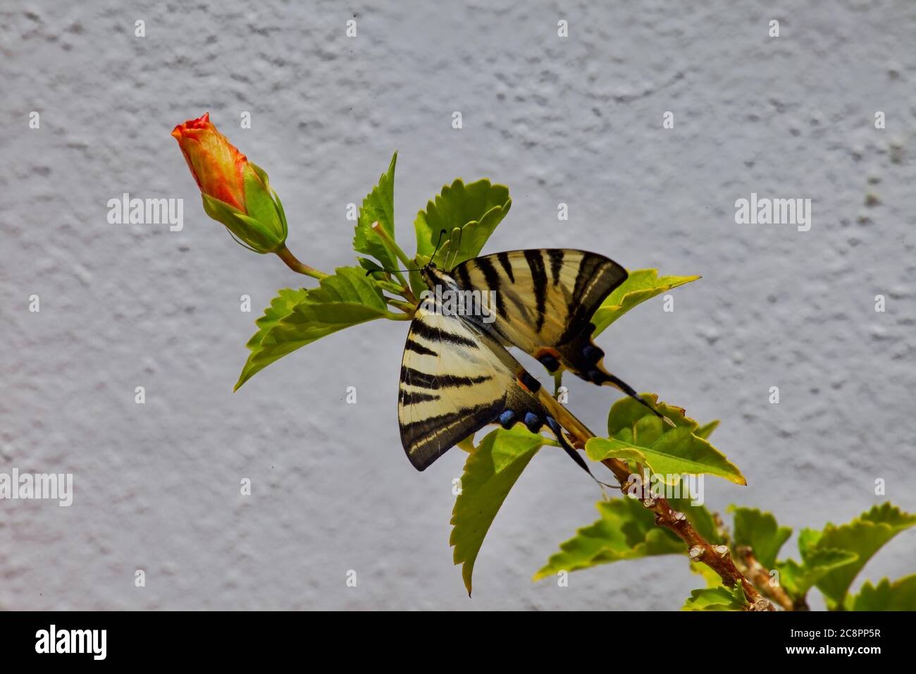 Papillon à queue d'allowtail . Mur blanchi à la chaux en arrière-plan. Papillon tigre rayé sur la plante Hibiscus. Image de stock. Banque D'Images