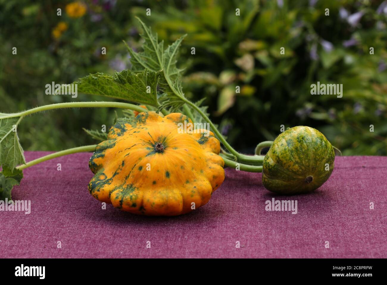Patisson Banque D Image Et Photos Alamy