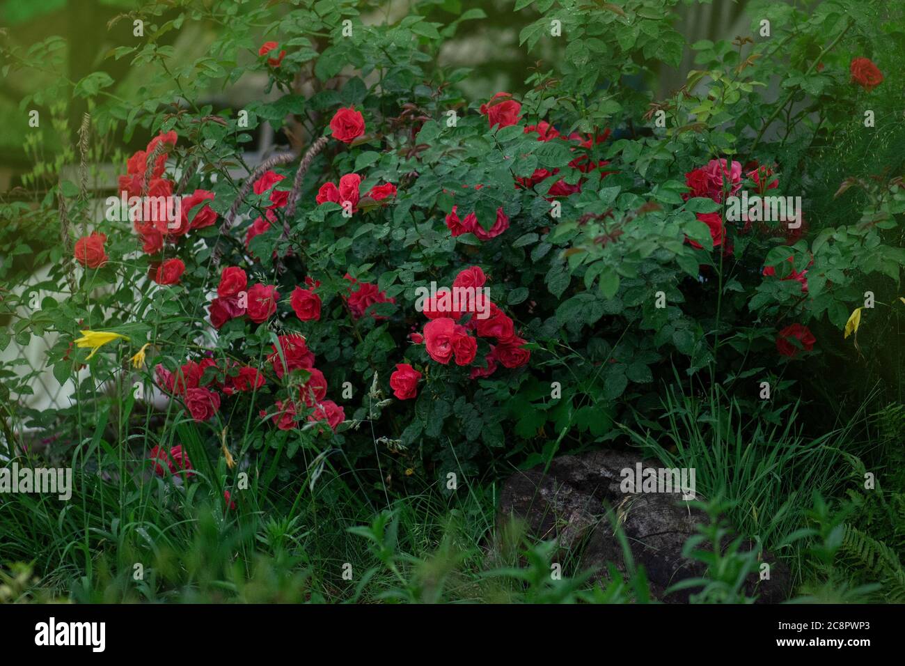 Roses rouges colorées en pleine floraison. Beauté roses fleurs Banque D'Images