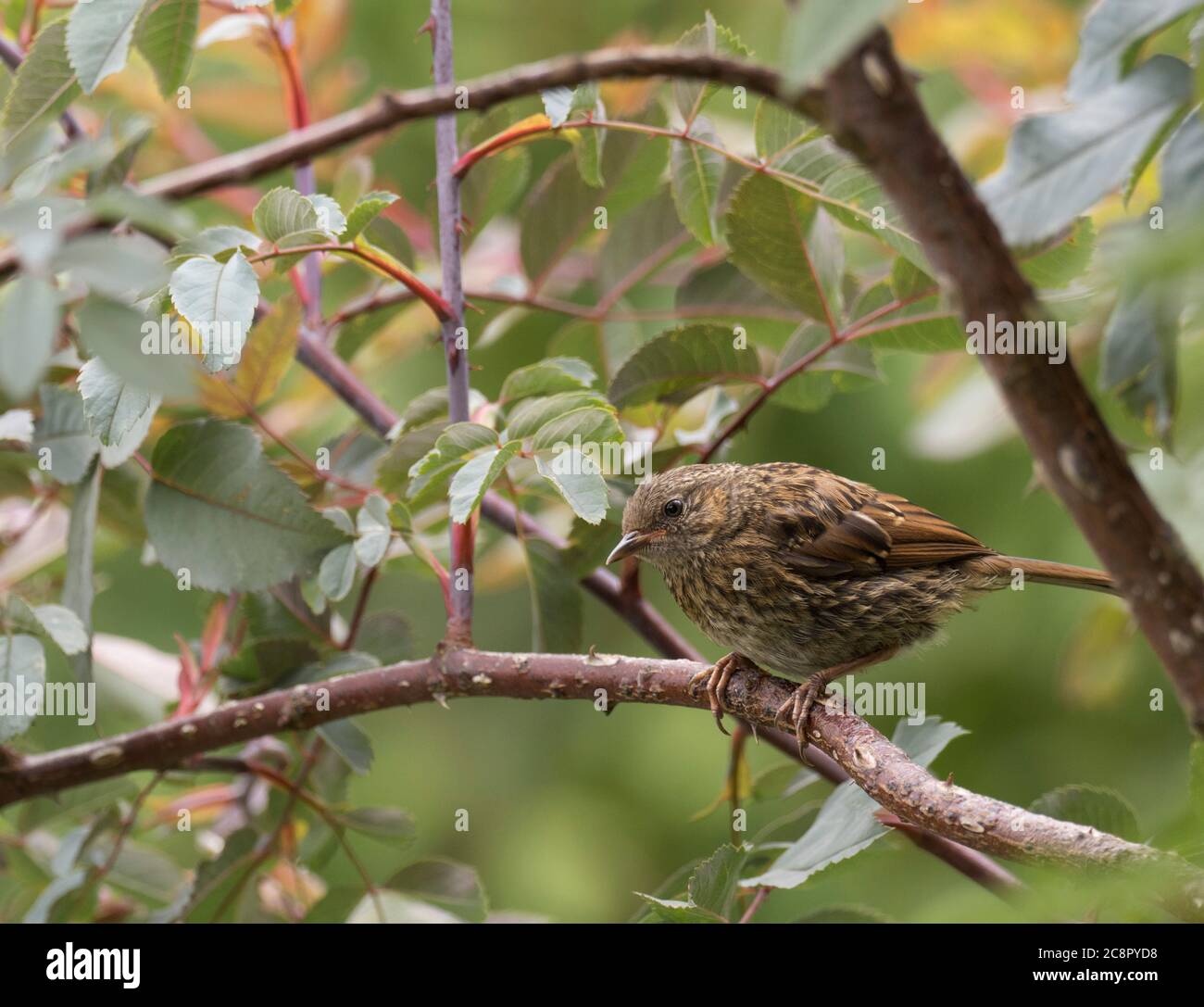 Dunnock, Prunella modularis, juvneile unique perchée sur la branche. Worcestershire, Royaume-Uni. Banque D'Images