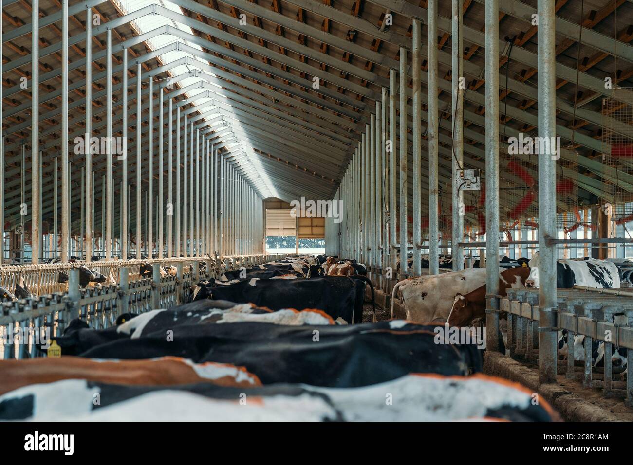 Vaches de traite à la ferme. Vaches laitières dans un bar moderne dans le cowshed de ferme laitière. Banque D'Images