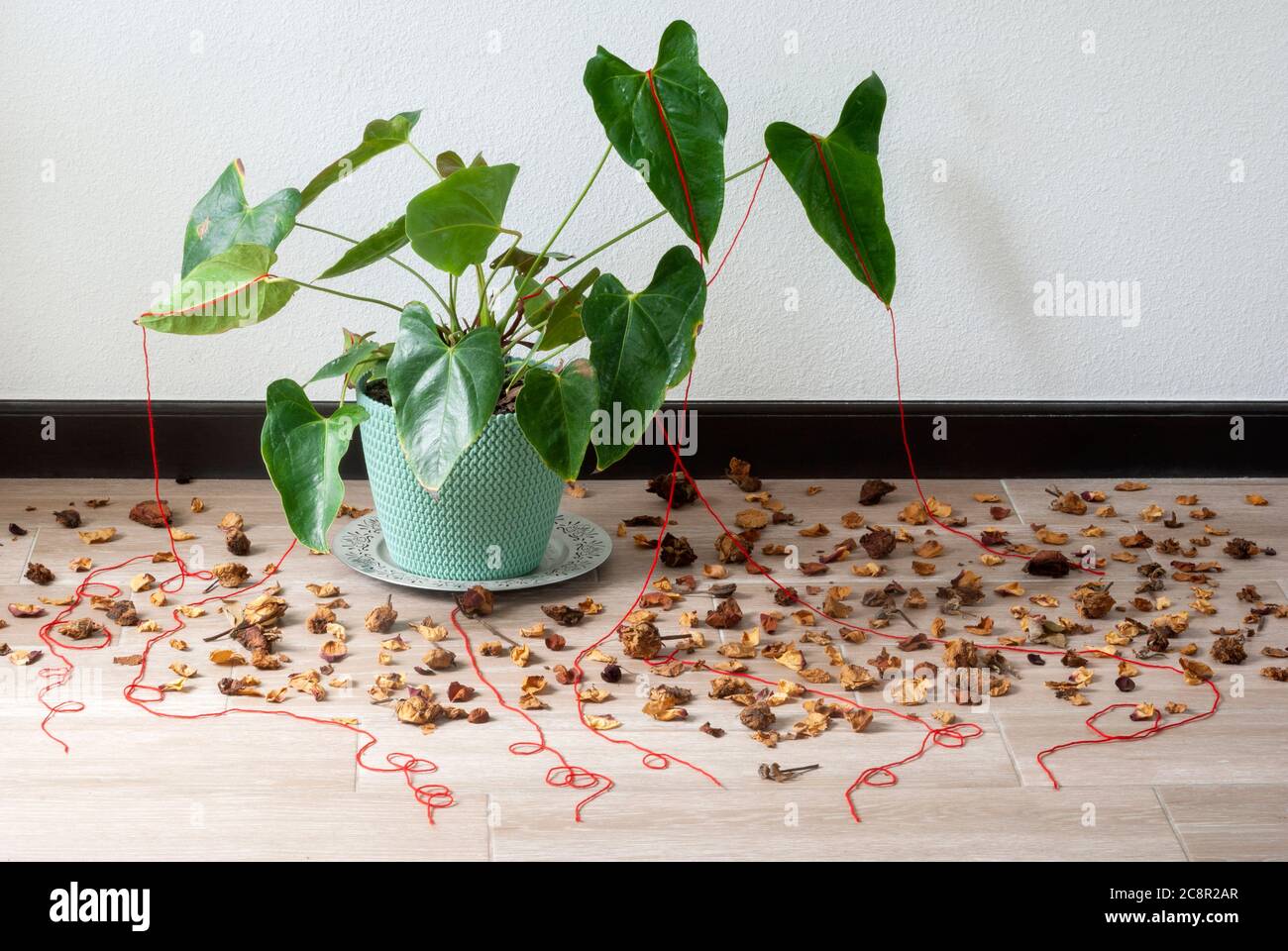 Pot avec plante verte à l'intérieur de la maison entourée de pétales secs représentant le passage du temps et l'espoir d'être mieux dans la pandémie de COVID 19 Banque D'Images