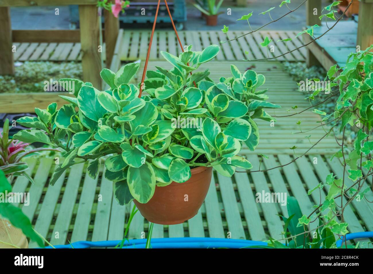 peperomia plante accrochée dans un pot dans une serre Banque D'Images