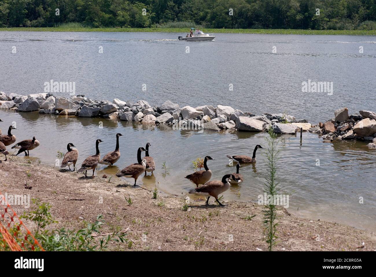 Les Bernaches du Canada adultes nagent le long des rives de la rivière Nanticoke, près de Seaford, DANS L'ÉTÉ. Banque D'Images