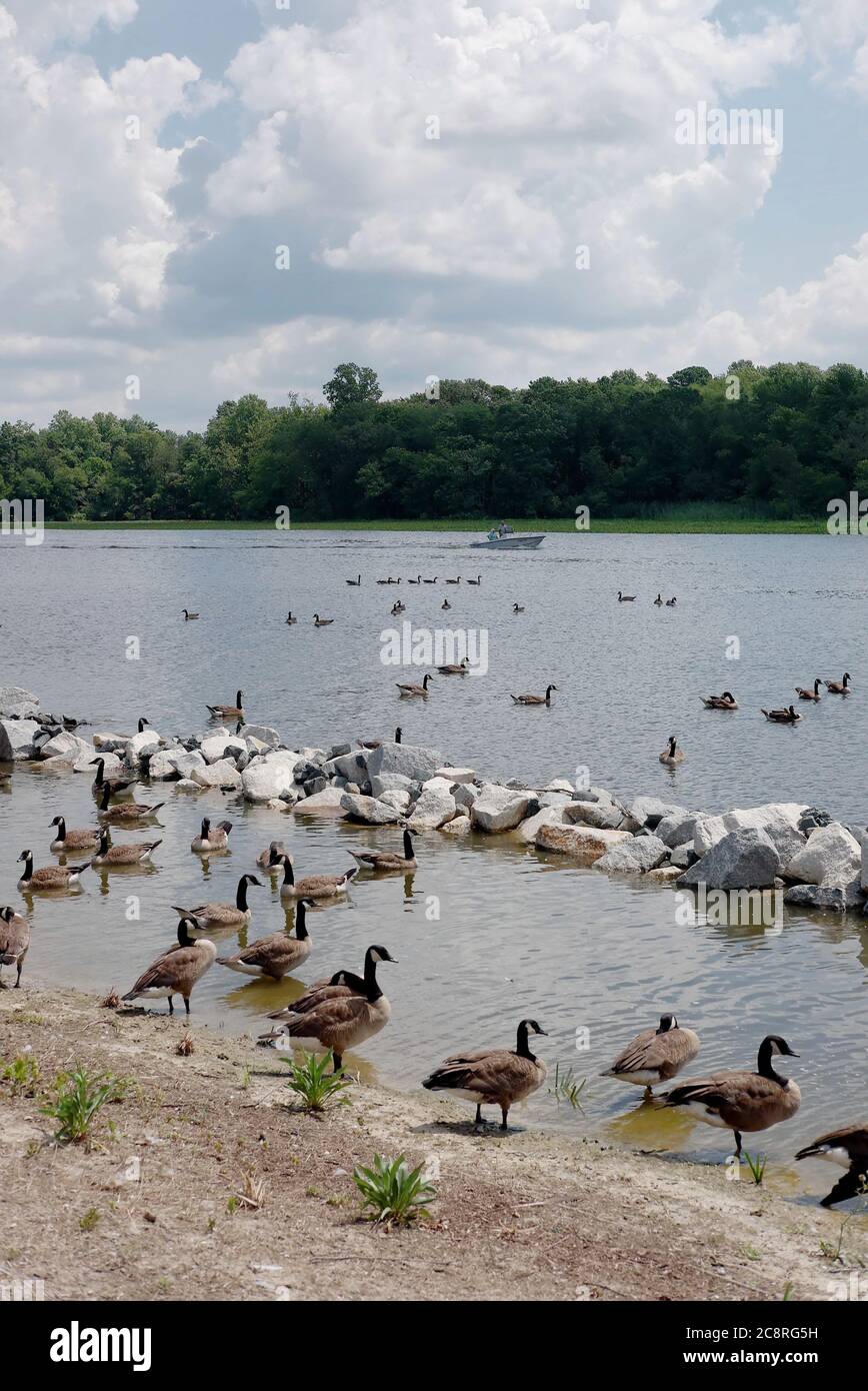 Les Bernaches du Canada adultes nagent le long des rives de la rivière Nanticoke, près de Seaford, DANS L'ÉTÉ. Banque D'Images