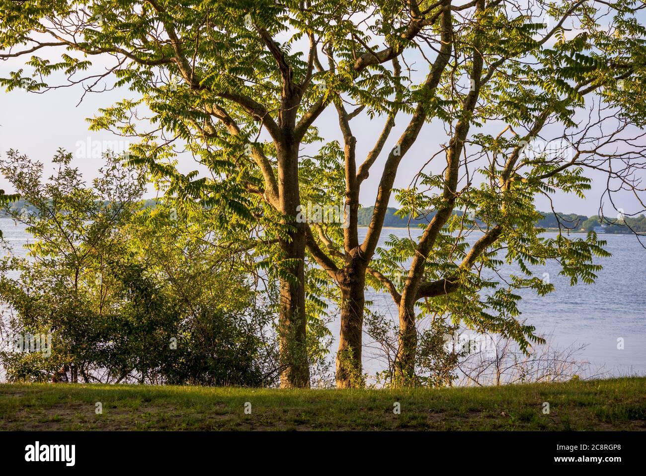 Vue sur la mer à travers l'arbre dans le parc national Goddard Memorial, East Greenwich, Rhode Island, au coucher du soleil Banque D'Images