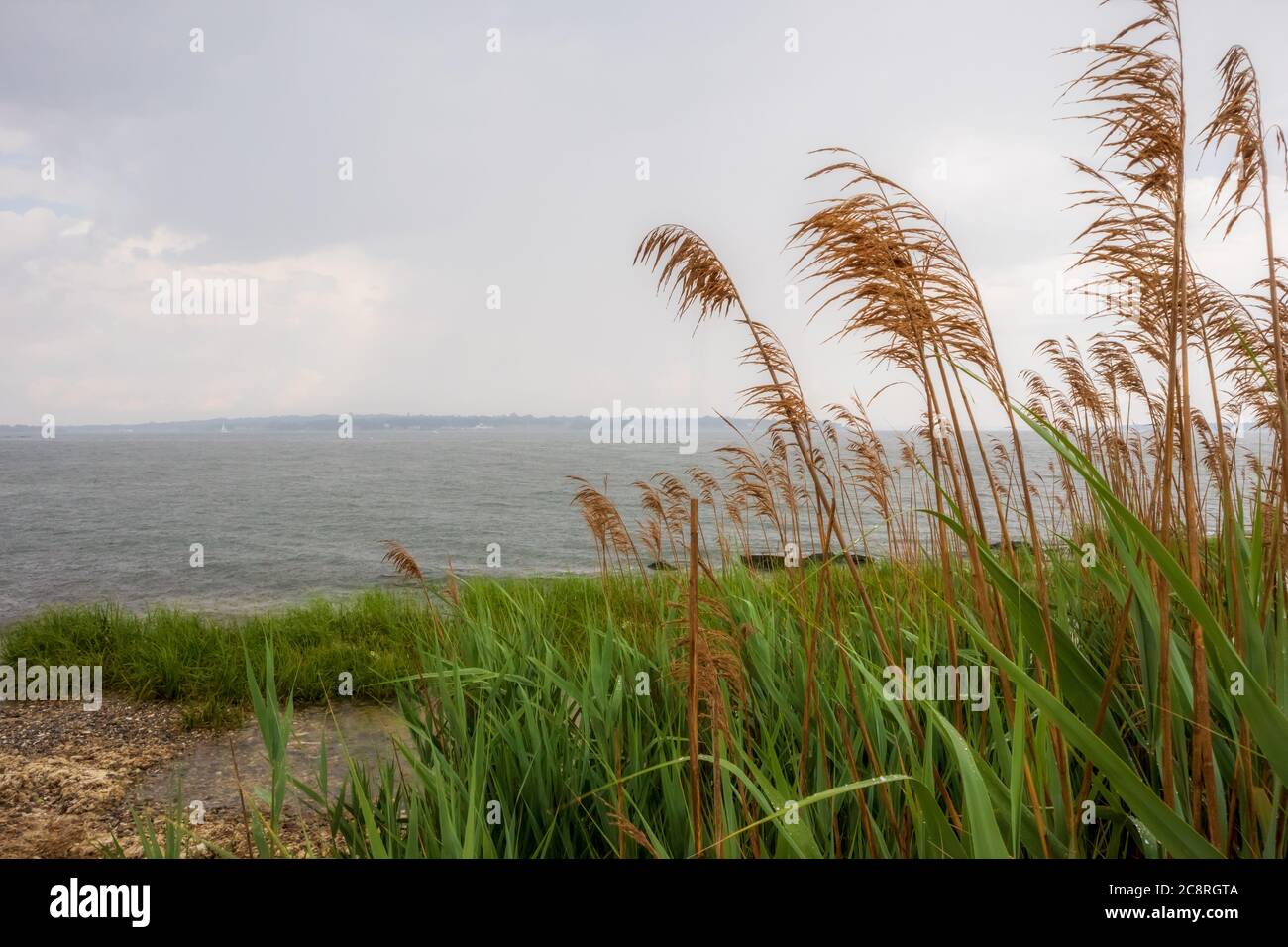 Vue sur la mer à travers les roseaux avec le ciel gris dans East Greenwich, Rhode Island Banque D'Images