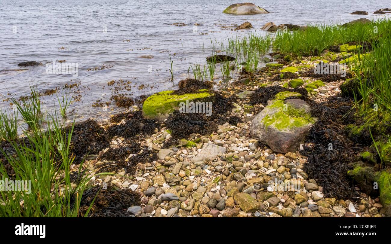 Coquillages, algues et herbe sur le bord de mer dans la ville historique de Blithewold Mansion, Gardens & Arboretum, Bristol, Rhode Island Banque D'Images