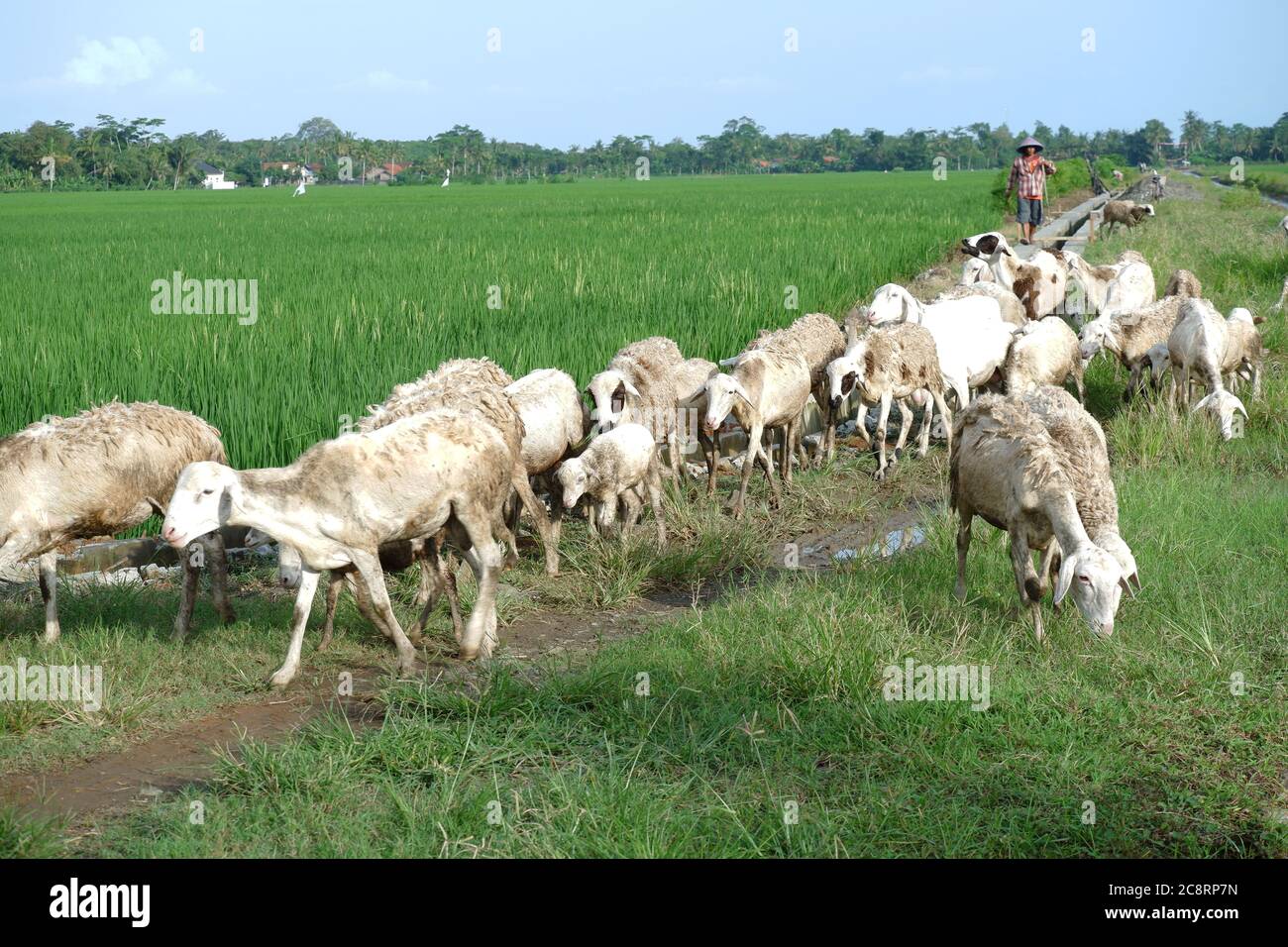 les chèvres sont annoncées dans les champs pour manger de l'herbe verte Banque D'Images