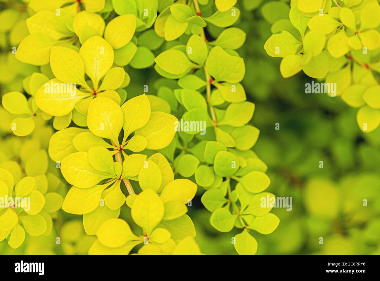 Feuilles vertes jaunes de baryère japonaise dorée, Berberis thunbergii Aurea feuillage fond Banque D'Images
