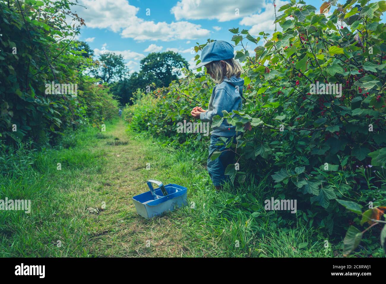 Un petit préchooler avec un panier est de cueillir des baies de buissons de fruits Banque D'Images