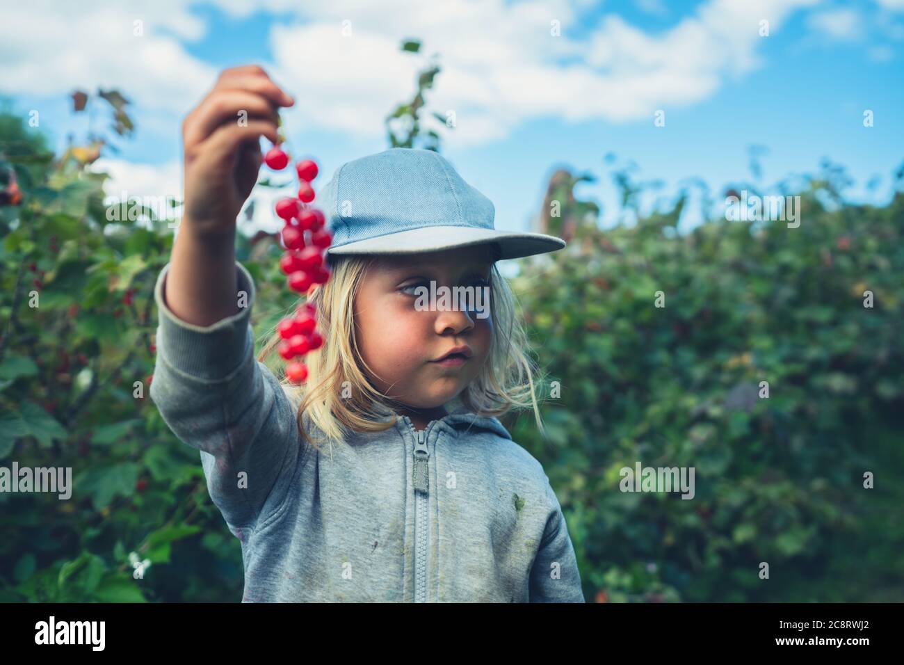 Un préchooleur est debout parmi les buissons de fruits sur une ferme avec quelques baies Banque D'Images