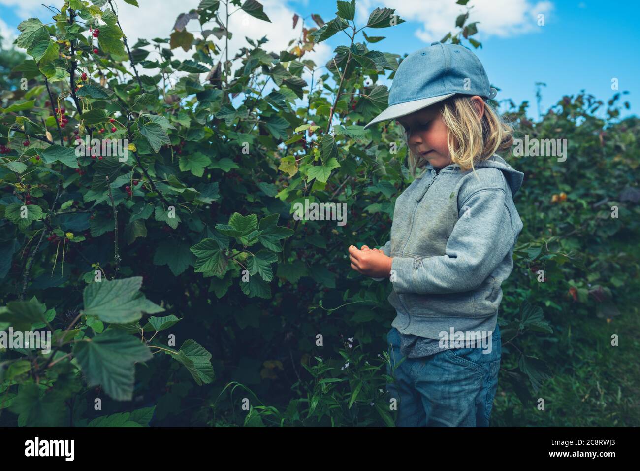 Un petit préchooler avec un panier est de cueillir des baies de buissons de fruits Banque D'Images