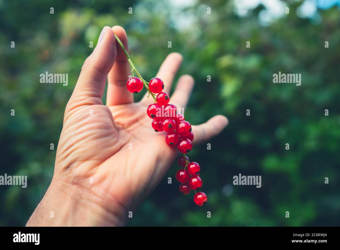 Une main masculine tient un groupe de raisins rouges Banque D'Images