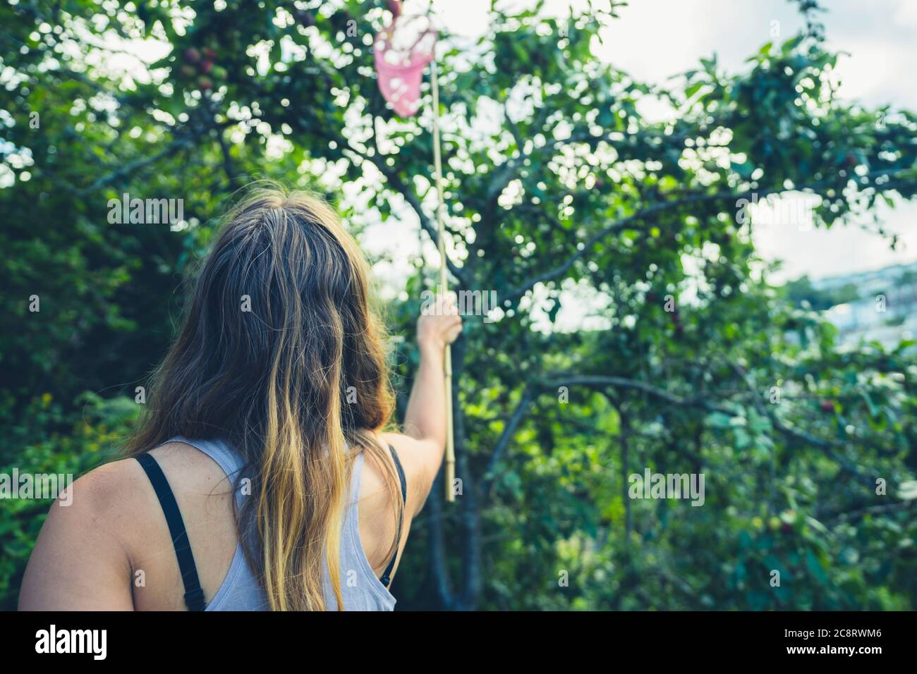 Une jeune femme utilise un filet de pêche pour cueillir des prunes Banque D'Images