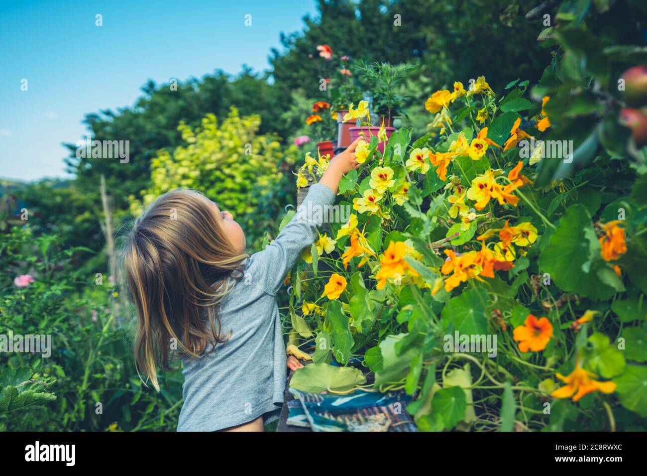 Un petit préchooler est de cueillir et de manger des fleurs comestibles dans le jardin Banque D'Images