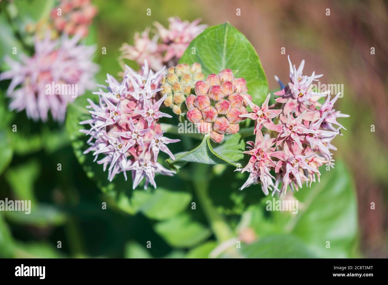 La laque commune, Asclepias syriaca L., qui grandit sauvage au parc national des Great Salt Plains, en Oklahoma, aux États-Unis. Banque D'Images