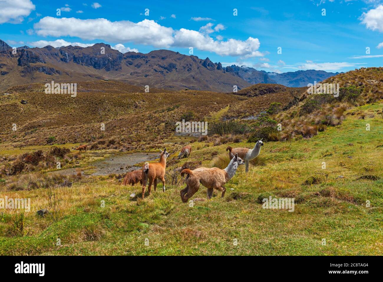 Un troupeau de Llama (Lama glama) dans le parc national de cajas, montagnes des Andes, Cuenca, Equateur. Banque D'Images