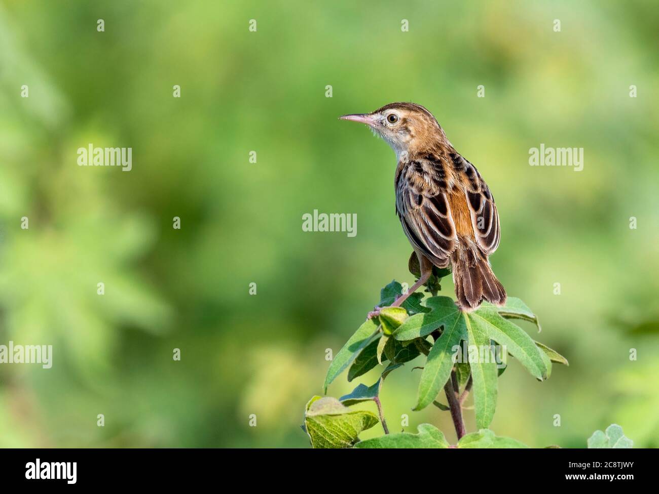 Zitting cisticola, le cisticola de zitting ou fantail paruler strié, est un paruleur du Vieux monde largement distribué est un beau petit oiseau au pakistan Banque D'Images
