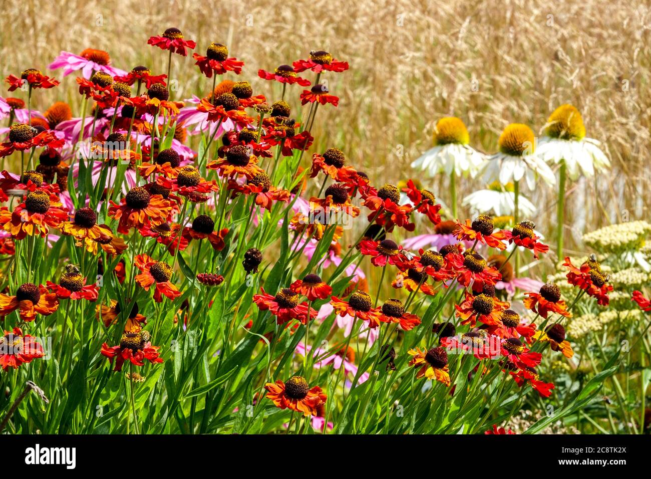 Rouge helenium Echinacea purpurea Alba graminées bordent les graminées parsemées de fleurs Banque D'Images