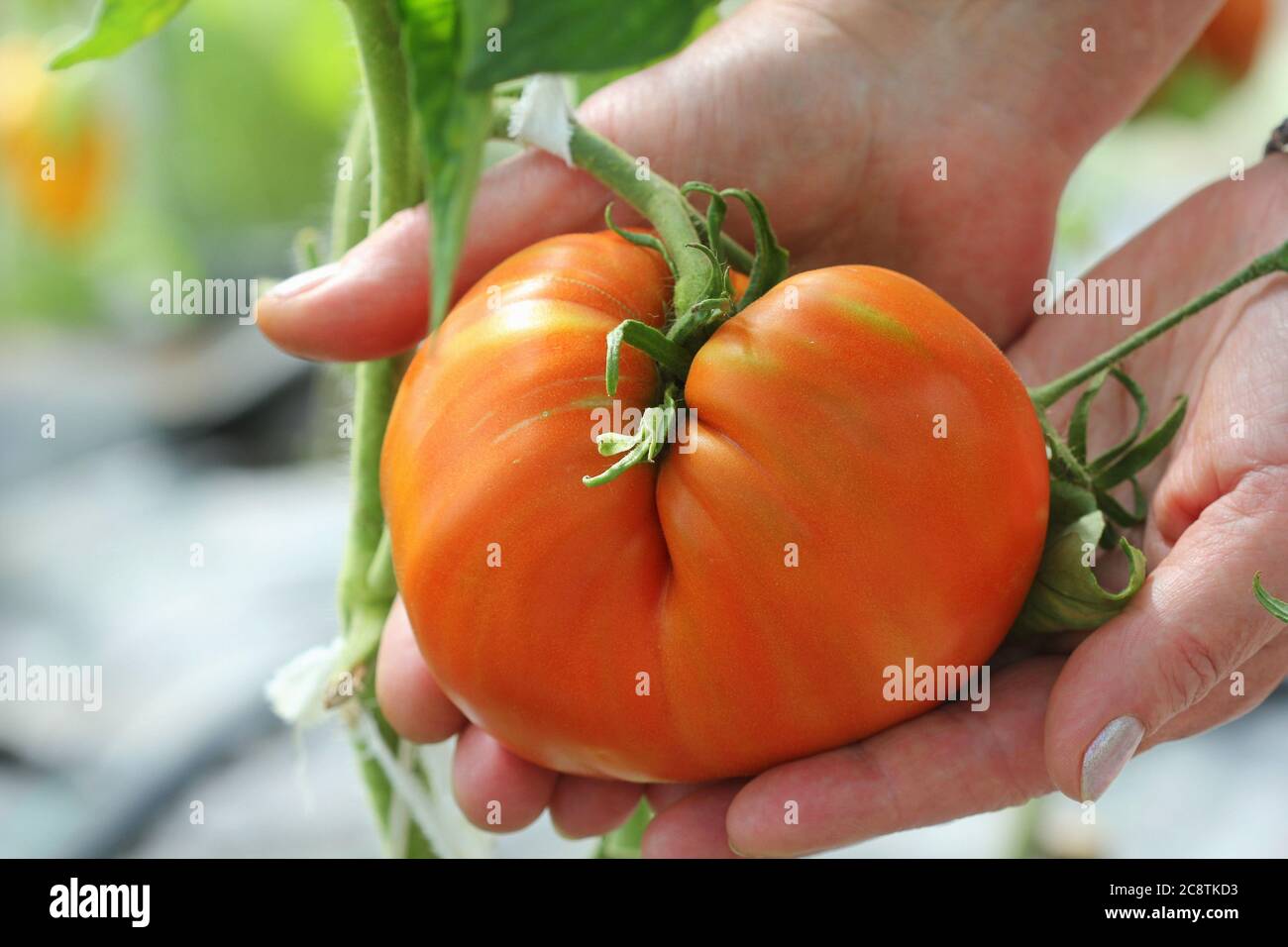 Grosse tomate de bœuf dans les mains des agriculteurs Banque D'Images