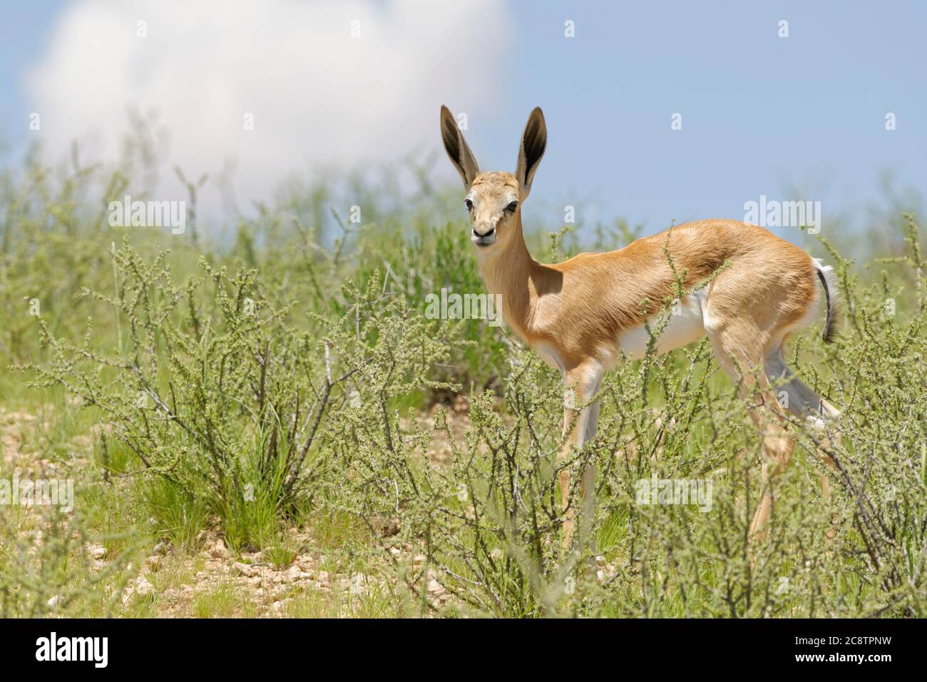 Springbok (Antidorcas marsupialis), jeune homme, debout sur un terrain accidenté, Alert, Parc transfrontalier de Kgalagadi, Cap Nord, Afrique du Sud, Afrique Banque D'Images