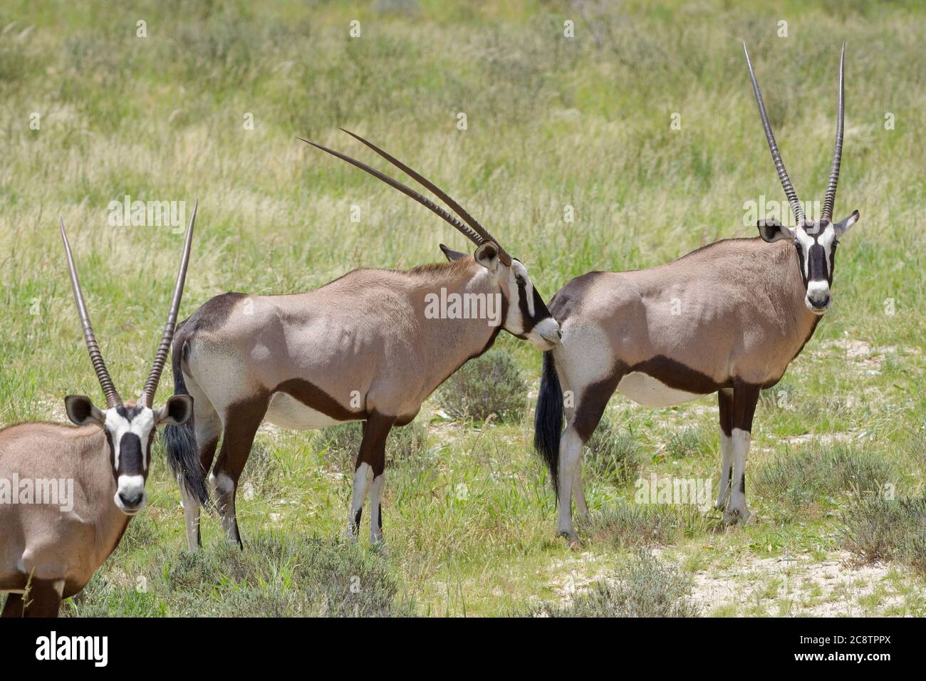 Gemsboks (Oryx gazella), debout sur l'herbe, curieux, Parc transfrontalier Kgalagadi, Cap Nord, Afrique du Sud, Afrique Banque D'Images