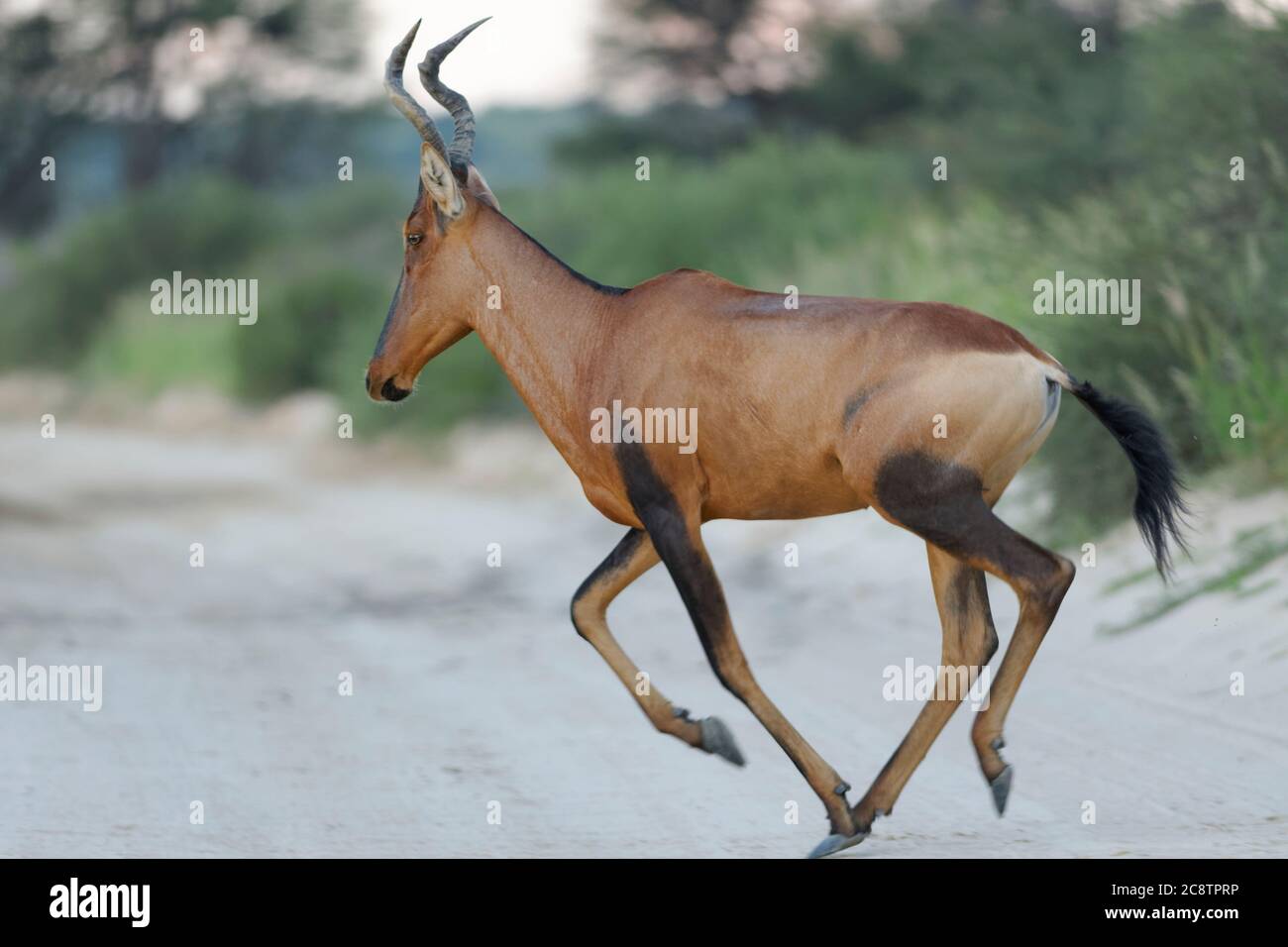 Hartebeest rouge (Alcelaphus buselaphus caama), adulte traversant une route de terre, à la fin de la journée, parc transfrontalier Kgalagadi, Cap Nord, Afrique du Sud Banque D'Images