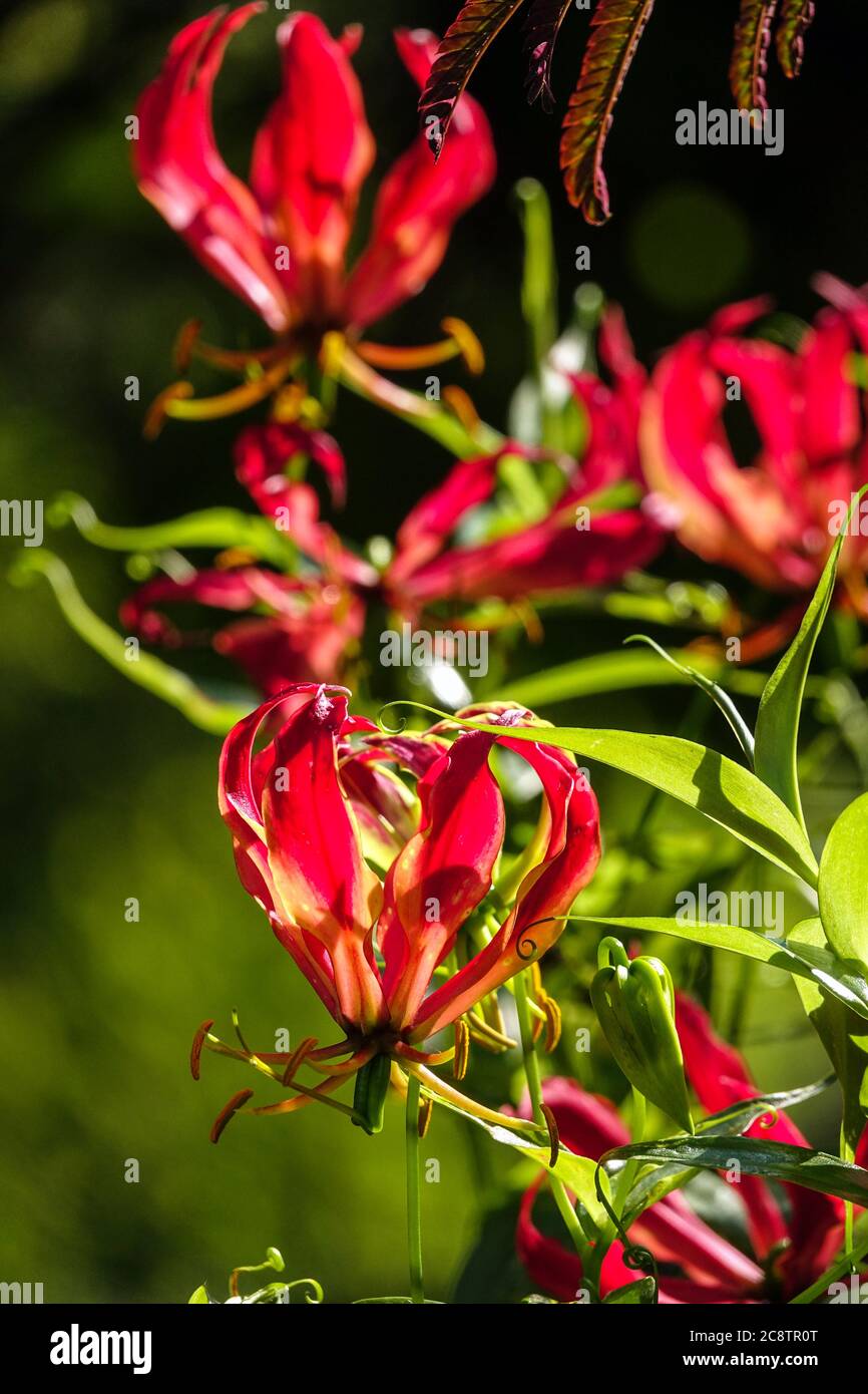 Gloriosa superba 'Rothschildiana' glorieux Lily grimper portrait de plante Banque D'Images
