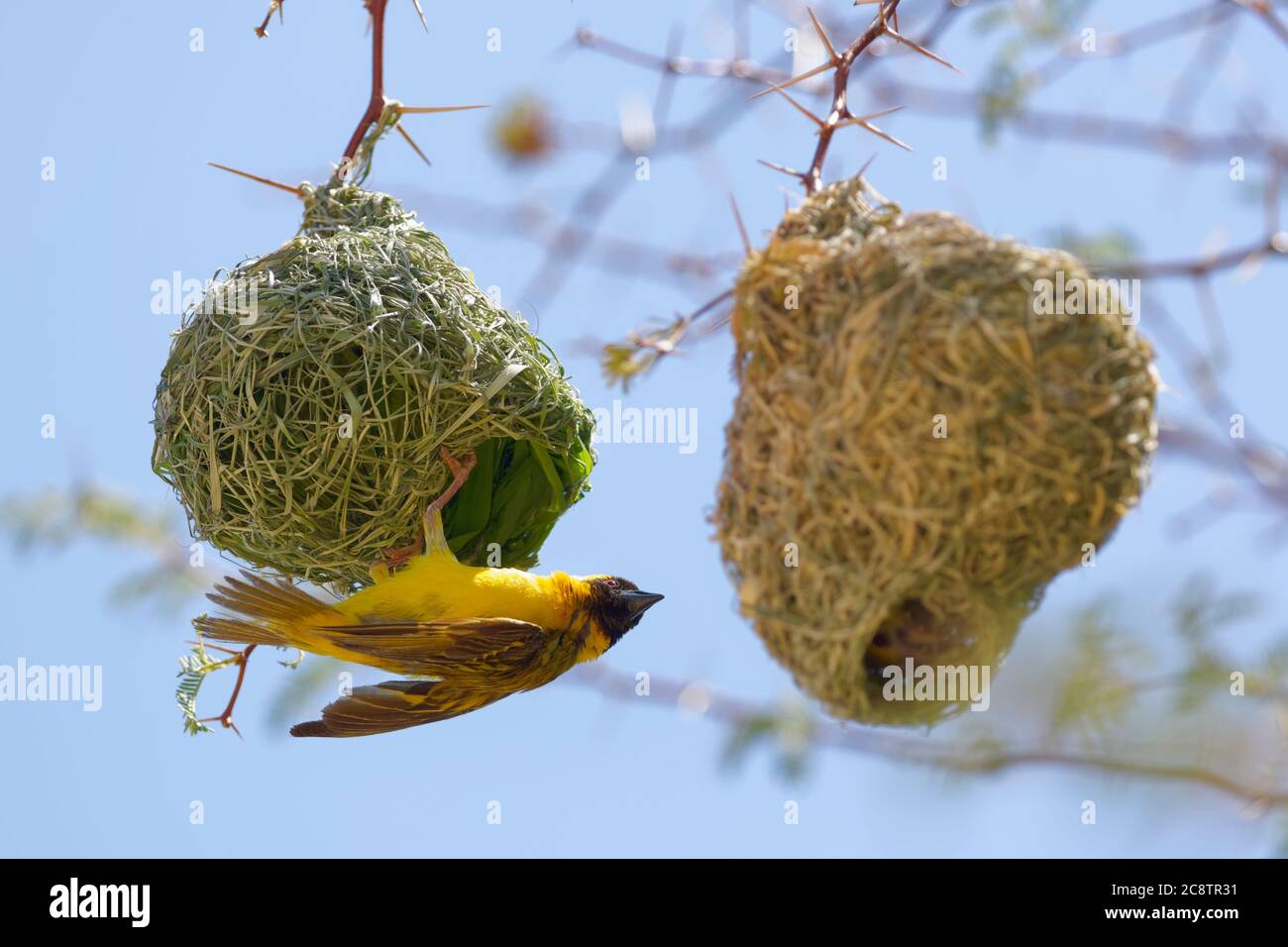Tisserands masqués du sud (Ploceus velatus), hommes adultes accrochés à son nid, Parc transfrontalier Kgalagadi, Cap Nord, Afrique du Sud, Afrique Banque D'Images