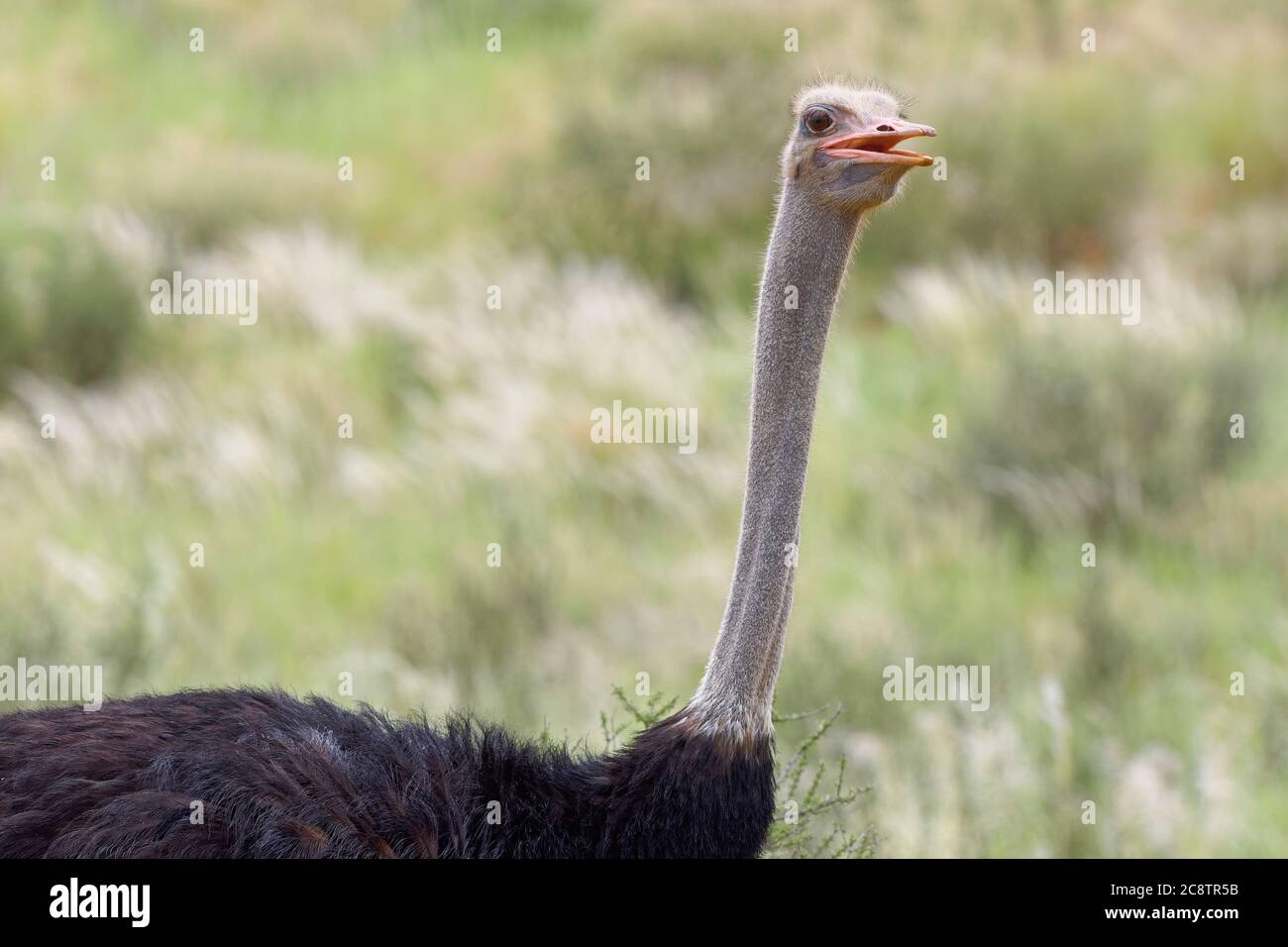 Autruche commune (Struthio camelus), homme adulte, portrait animal, parc transfrontalier Kgalagadi, Cap Nord, Afrique du Sud, Afrique Banque D'Images