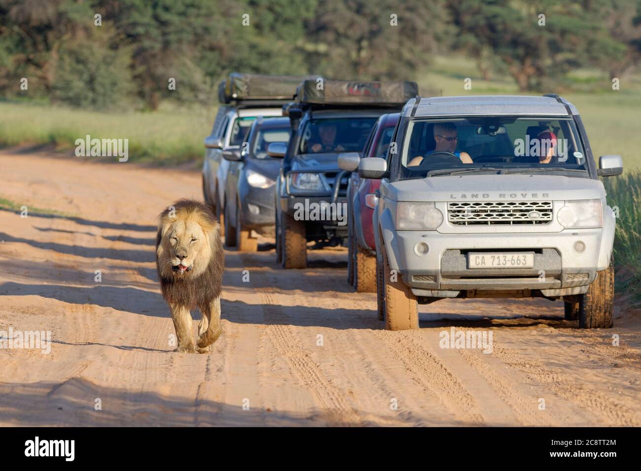 Lion à manne noire (Panthera leo melanochaita), vieux homme marchant sur la route, suivi de voitures, Parc transfrontalier Kgalagadi, Cap Nord, Afrique du Sud Banque D'Images