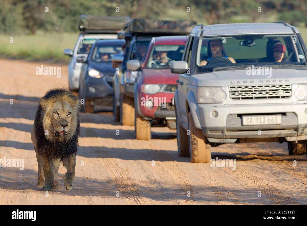 Lion à manne noire (Panthera leo melanochaita), vieux homme marchant sur la route, suivi de voitures, Parc transfrontalier Kgalagadi, Cap Nord, Afrique du Sud Banque D'Images