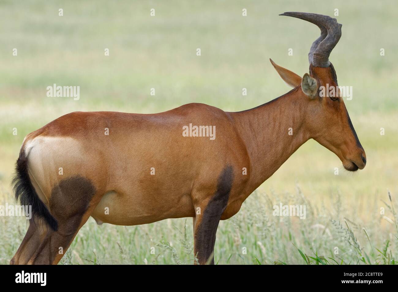 Hartebeest rouge (Alcelaphus buselaphus caama), homme adulte debout dans la haute herbe, Parc transfrontalier de Kgalagadi, Cap Nord, Afrique du Sud, Afrique Banque D'Images