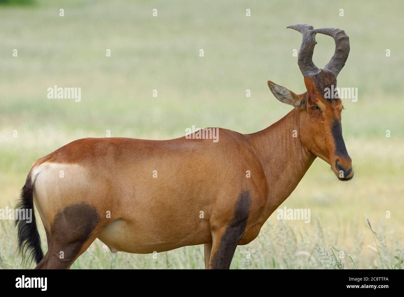 Hartebeest rouge (Alcelaphus buselaphus caama), homme adulte debout dans la haute herbe, Parc transfrontalier de Kgalagadi, Cap Nord, Afrique du Sud, Afrique Banque D'Images