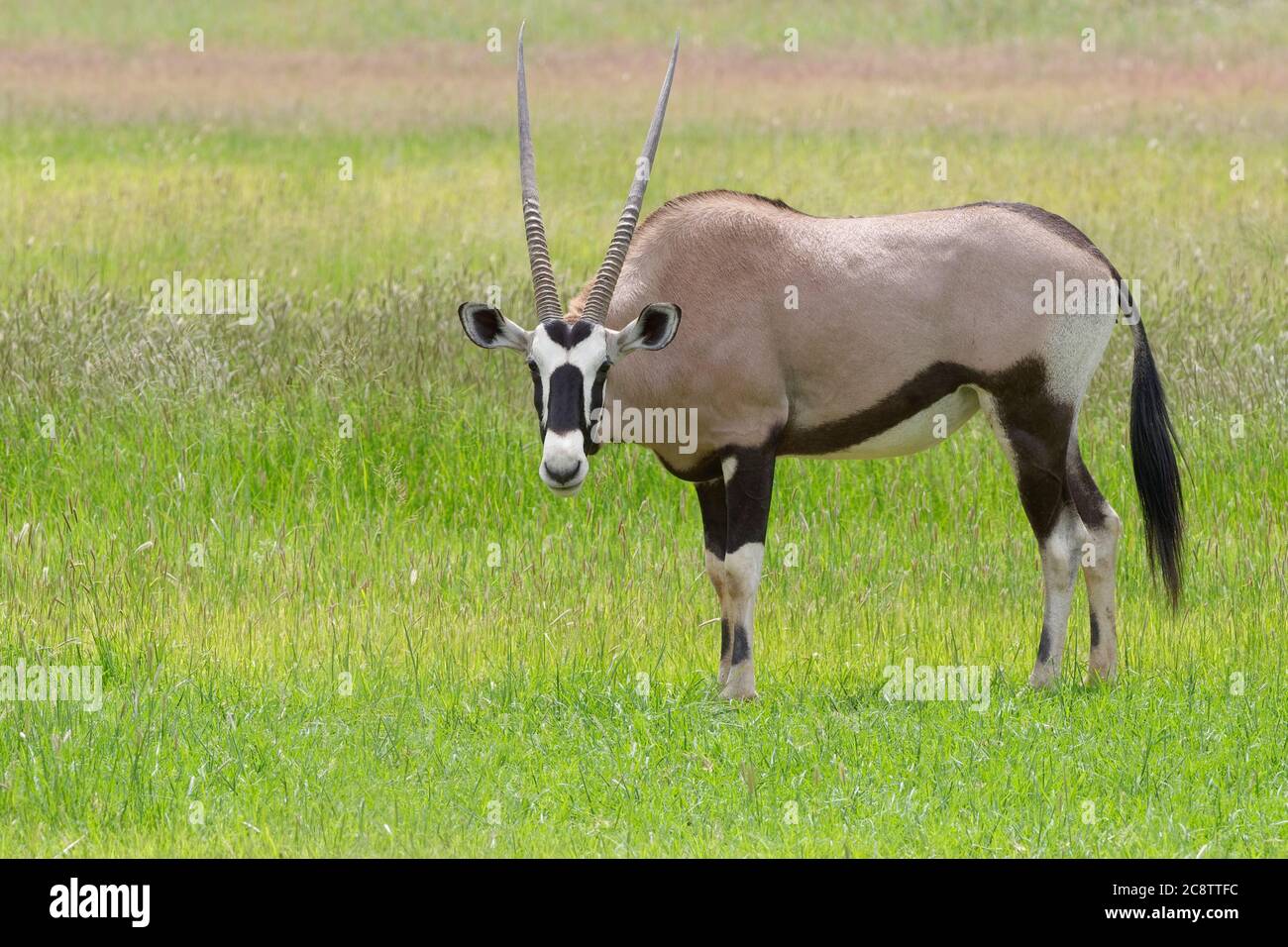 Gemsbok (Oryx gazella), femme adulte, alimentation, parc transfrontalier Kgalagadi, Cap Nord, Afrique du Sud, Afrique Banque D'Images