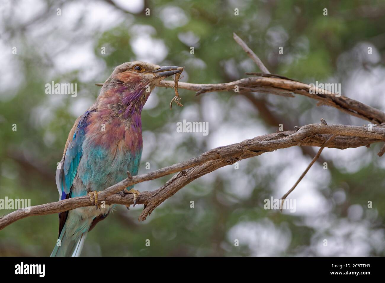 Rouleau à lilas (Coracias caudatus), assis sur une branche avec un insecte dans son bec, Parc transfrontalier Kgalagadi, Cap Nord, Afrique du Sud Banque D'Images