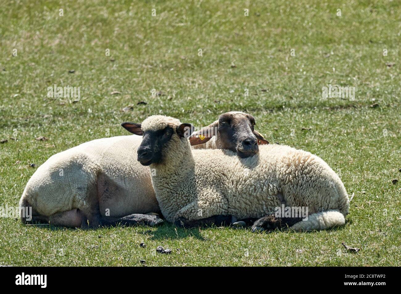 Deux moutons se détendent ensemble dans l'herbe Banque D'Images