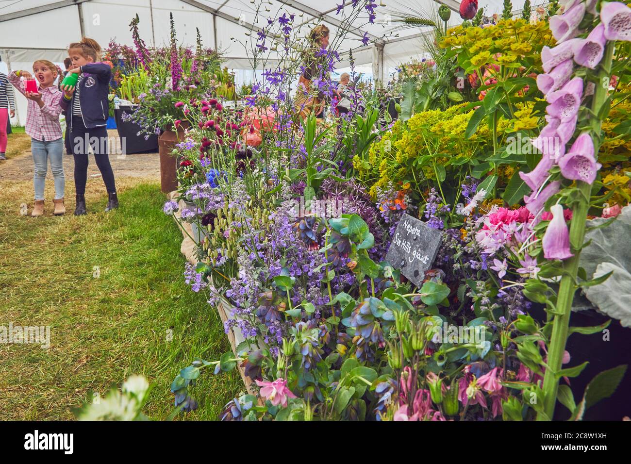 Plantes exposées dans un chapiteau, au Royal Bath and West Show, un spectacle agricole annuel, près de Shepton Mallet, Somerset, Grande-Bretagne. Banque D'Images
